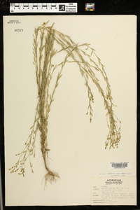 Linum medium var. texanum image