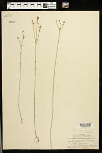 Linum medium var. texanum image