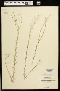 Linum medium var. texanum image