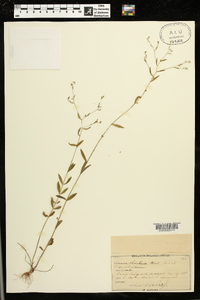 Linum striatum image