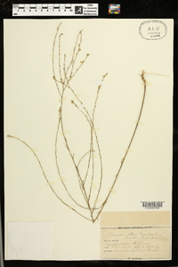 Linum sulcatum image