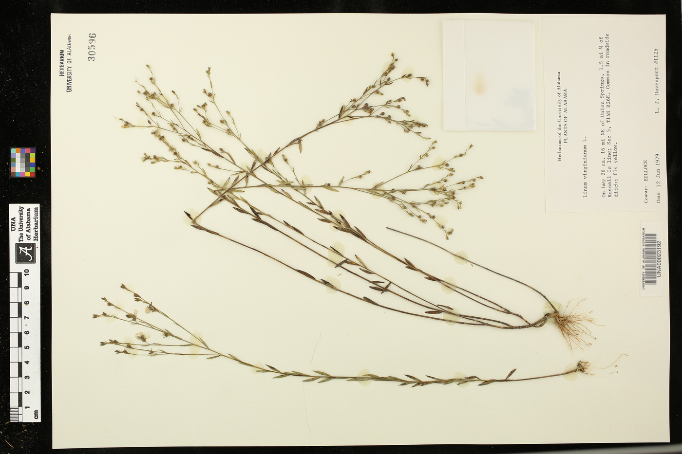 Linum virginianum image