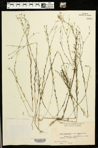 Linum virginianum var. medium image