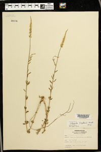 Polygala boykinii image