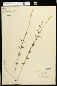 Polygala boykinii image