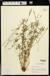 Polygala boykinii image