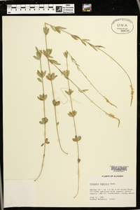 Polygala boykinii image