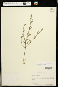 Polygala cruciata var. cruciata image