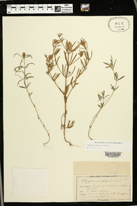 Polygala cruciata image