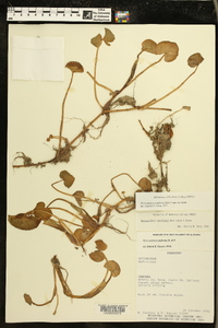 Heteranthera reniformis image