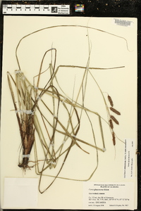 Carex glaucescens image