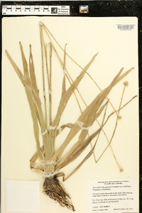 Eriocaulon decangulare var. latifolium image