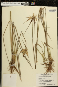 Dichromena latifolia image