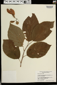 Halesia diptera image