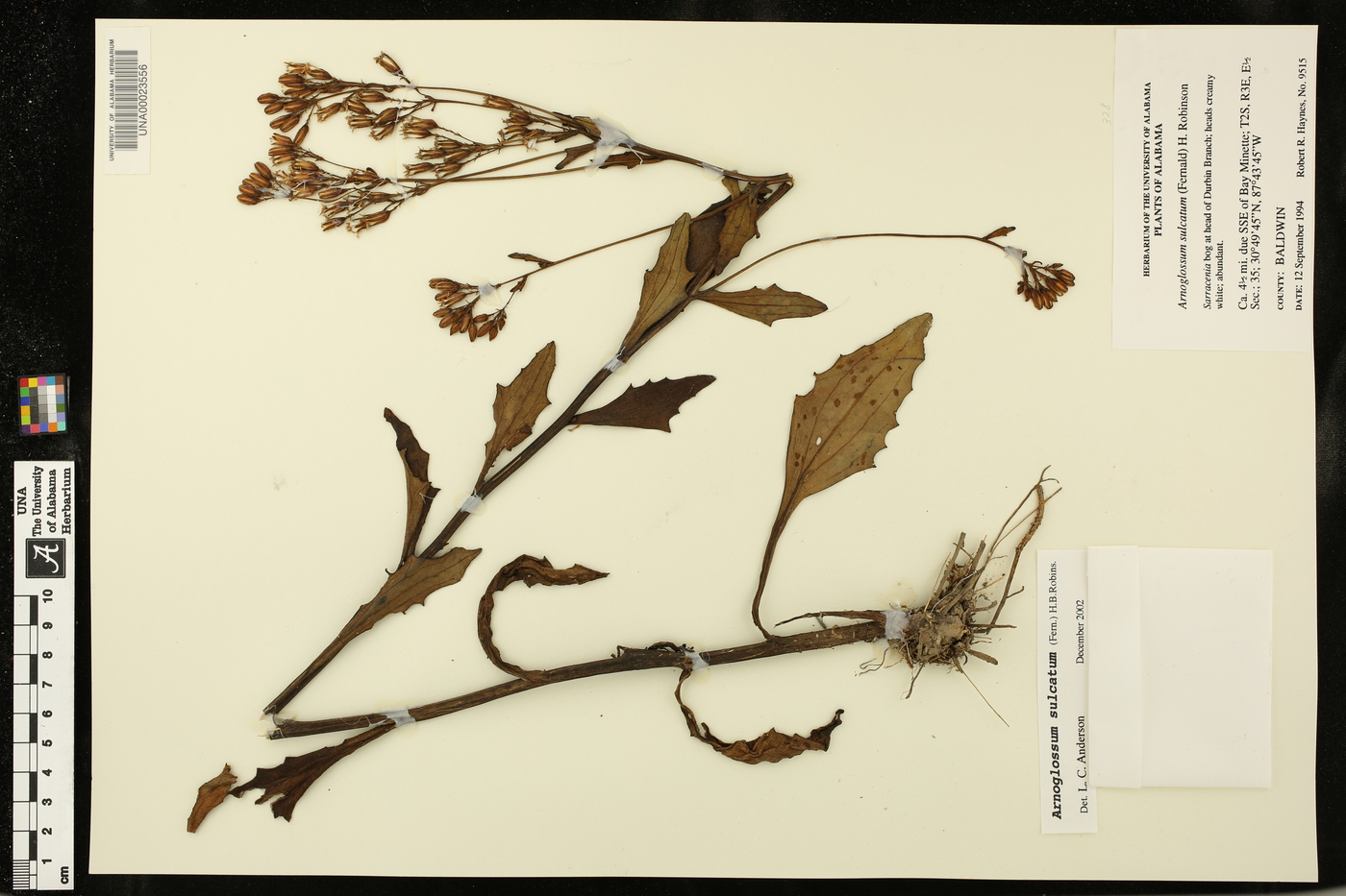 Arnoglossum sulcatum image