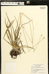 Eriocaulon compressum image