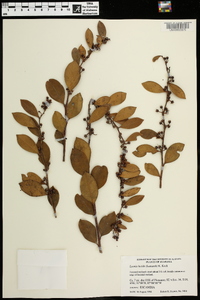 Lyonia lucida image