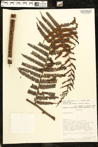 Cyathea pallescens image