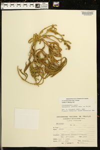 Lycopodium jussiaei image
