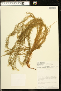Phlegmariurus subulatus image