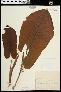 Magnolia macrophylla image