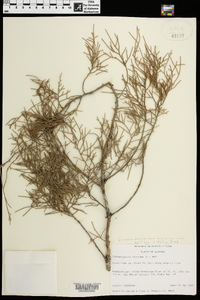 Juniperus virginiana var. virginiana image