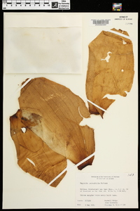 Magnolia macrophylla image