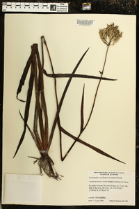 Lachnanthes caroliana image