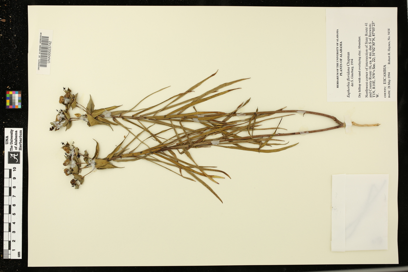 Euphorbia floridana image