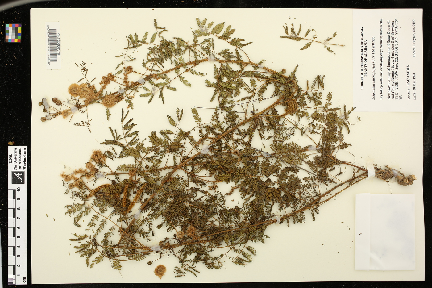 Mimosa microphylla image