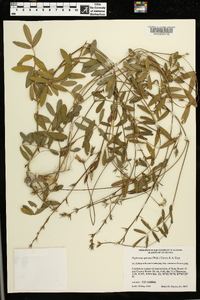 Tephrosia spicata image