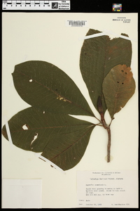 Magnolia acuminata image