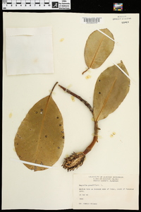 Magnolia grandiflora image