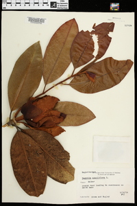 Magnolia grandiflora image