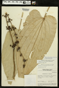Echinodorus glaucus image
