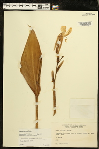 Canna flaccida image