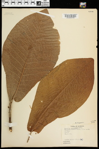 Magnolia macrophylla image