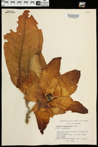 Magnolia macrophylla image