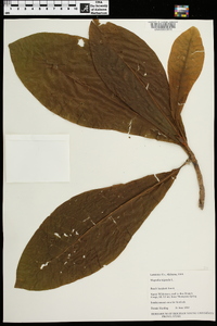 Magnolia tripetala image