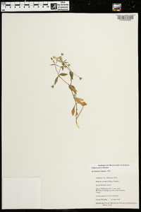 Stellaria pubera image