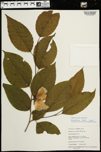 Stewartia ovata image