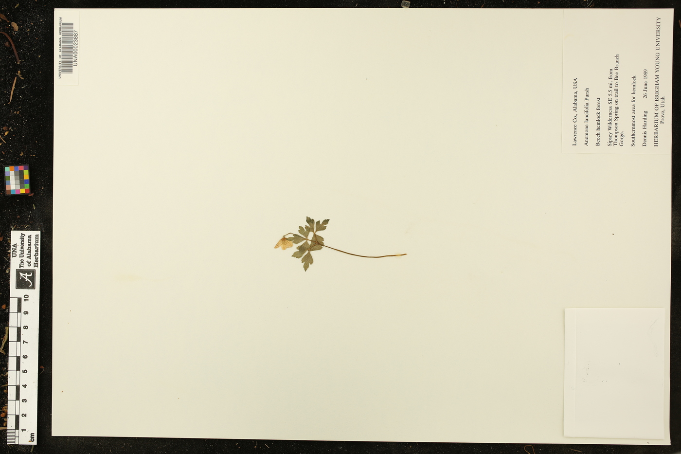Anemone lancifolia image