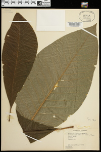 Magnolia tripetala image