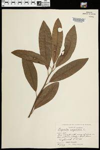 Magnolia virginiana image