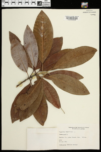 Magnolia virginiana image