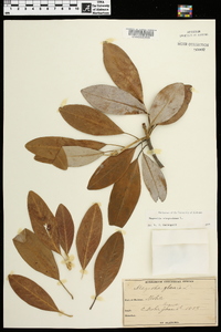 Magnolia virginiana image