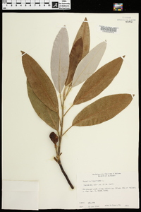 Magnolia virginiana image