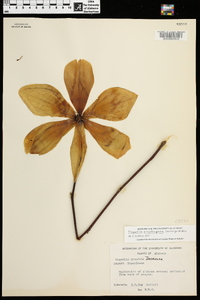 Magnolia soulangeana image