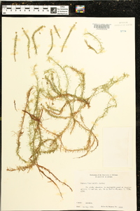 Mayaca fluviatilis image