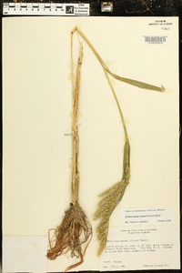 Echinochloa walteri image